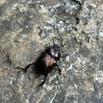 コガネムシも撮っとこ^ ^ 