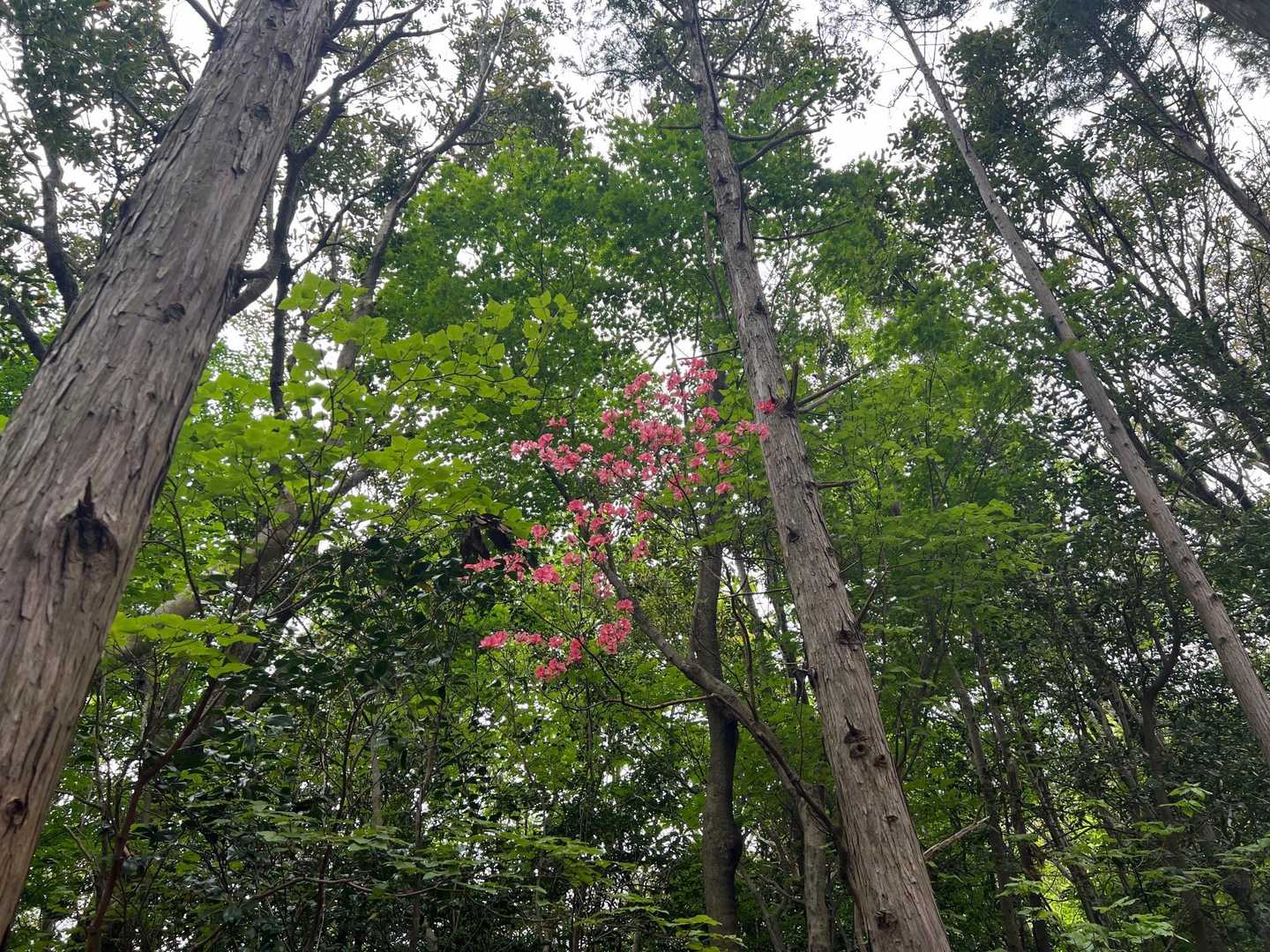 比叡山 往復コースの写真