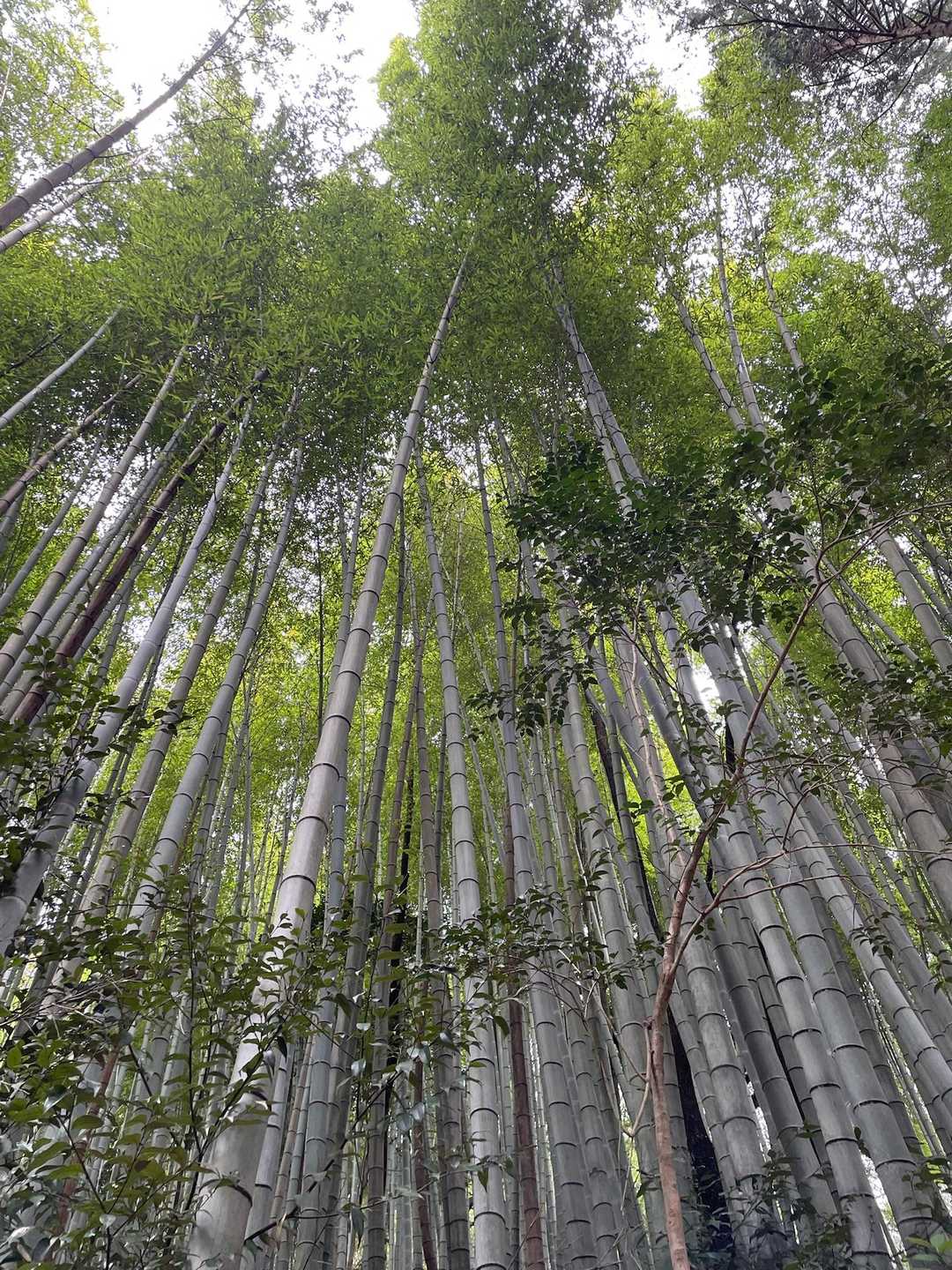 急に京都。🎋🎋🎋