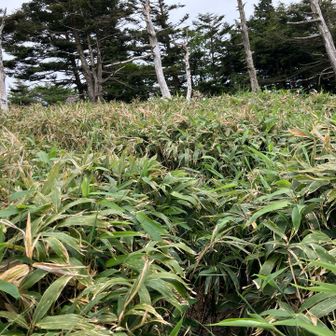 神坂山山頂手前は笹藪を掻き分けて