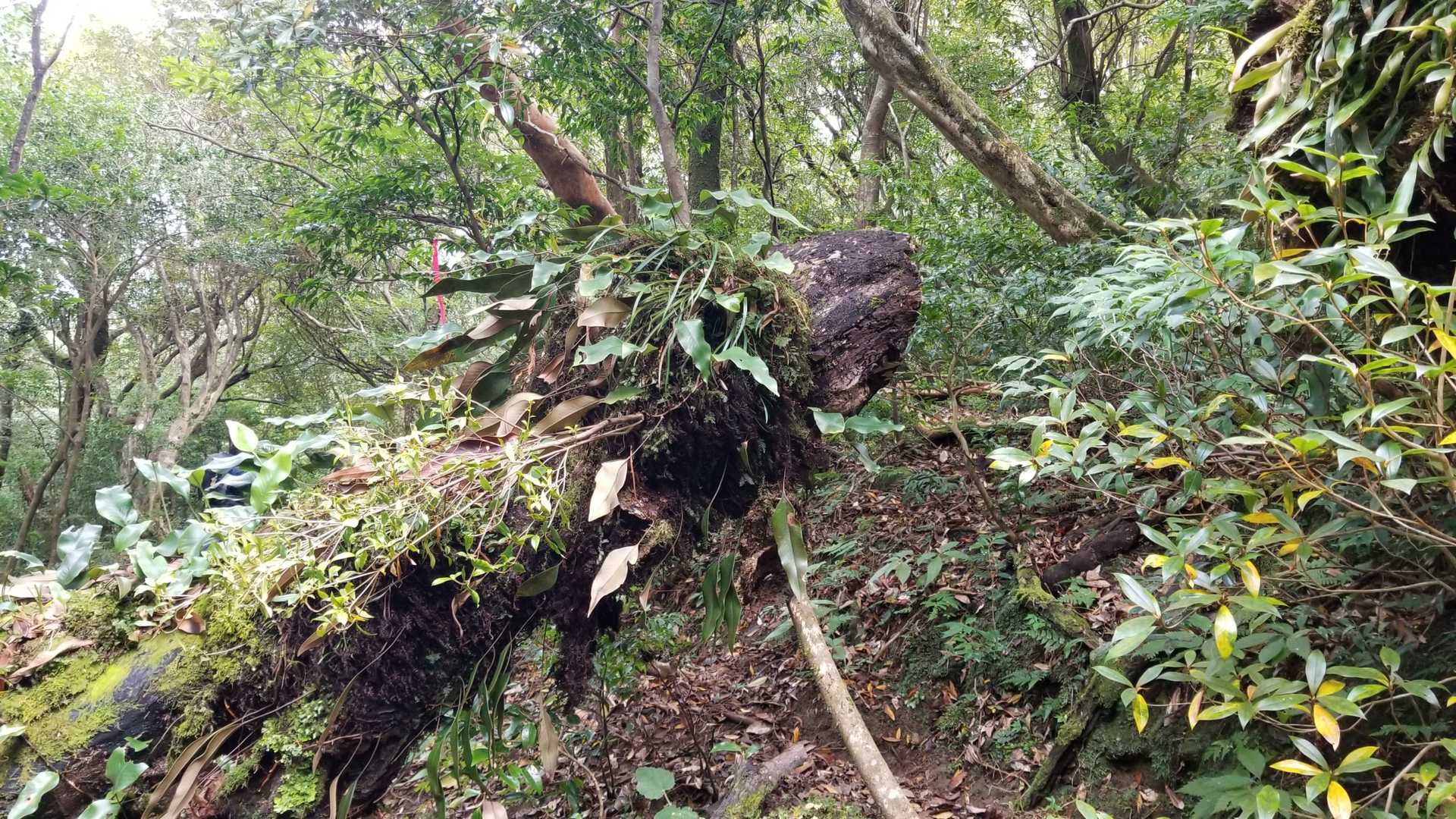 ライオン🦁みたいな木🌳