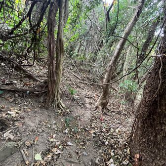I walked through the woods to avoid the overgrown bush. There is a slope, so I followed some animal trails to go around the bush. 