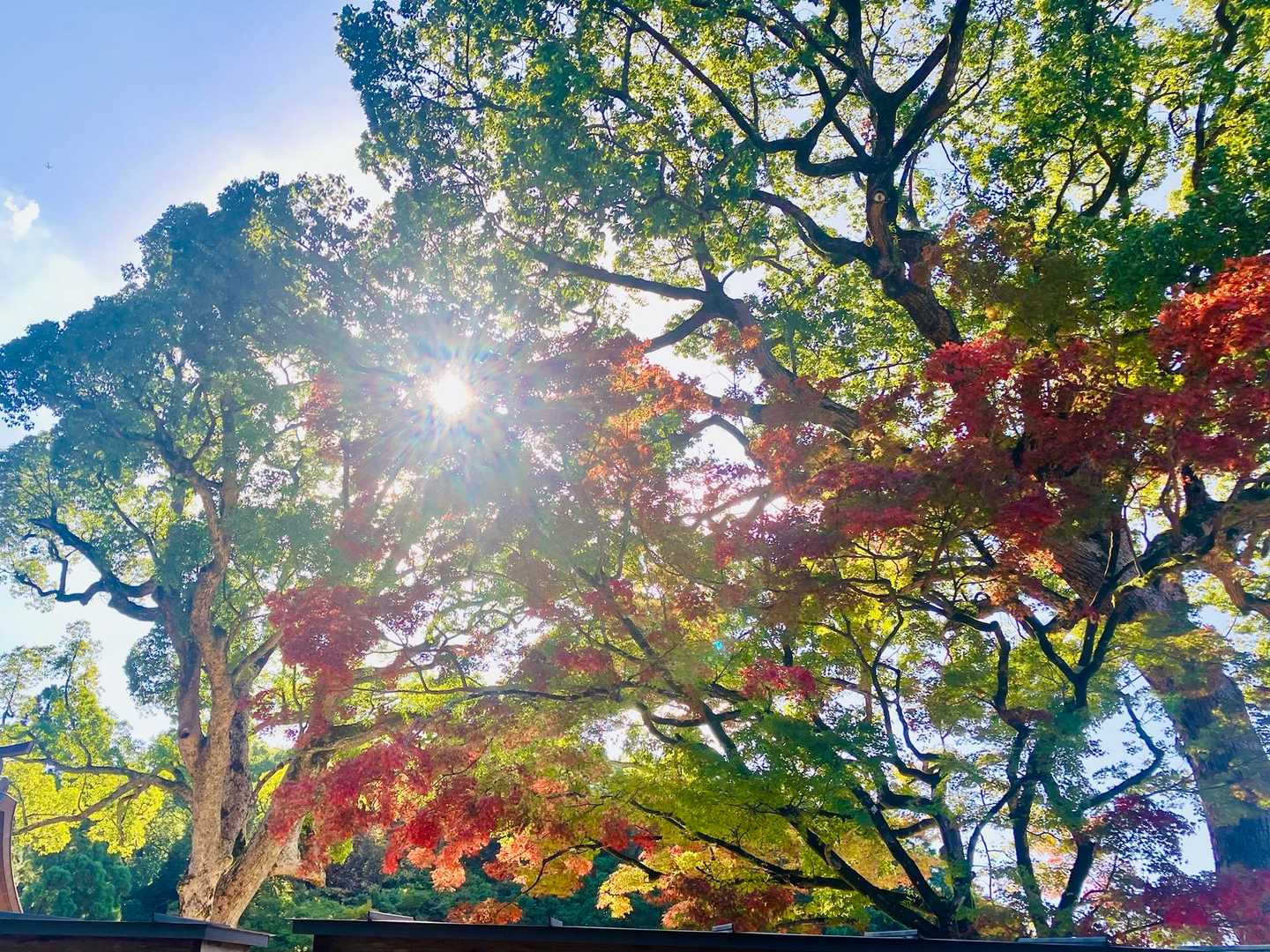 紅葉はまだ先ですね〜😆