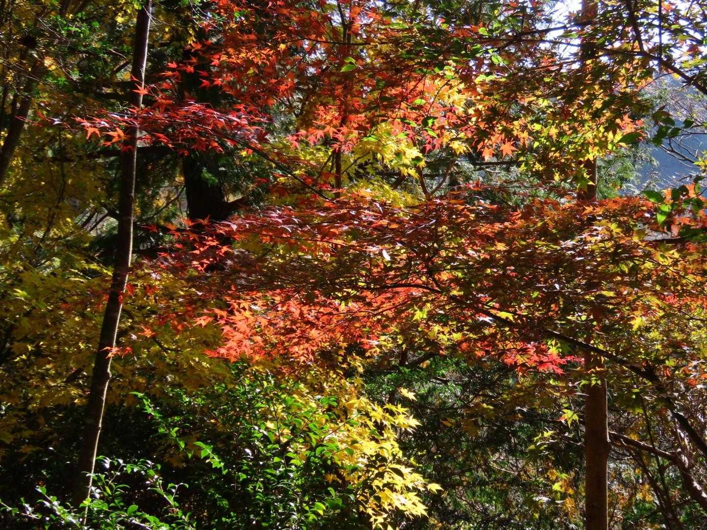 登山口ちかくはまだ色づき始め