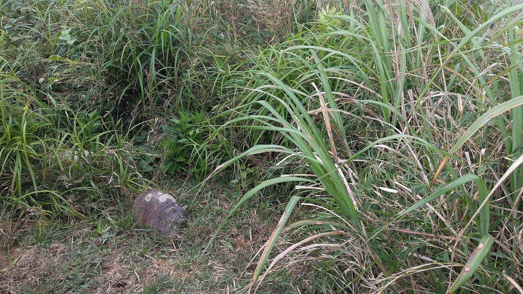 古見岳の写真