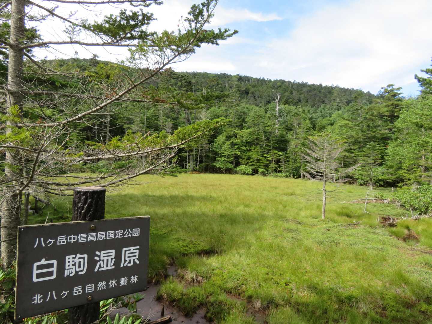 こぢんまりの白駒湿原。ここは意外にお花が少ないね