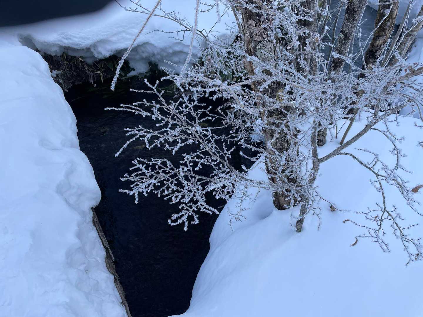 へ、へ、へ、霧氷だぜって一生懸命撮ってたら、そんなもんどこにでも有るは、、と一蹴された。鬼！

もはや景色なんてどうでもいい、霧氷だ霧氷