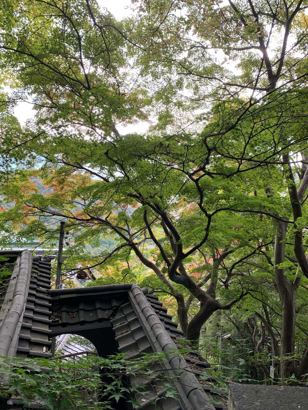 キレイ💚