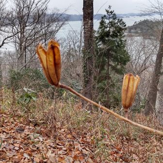 多聞山の山頂広場で休憩
ヤマユリの種子を見っけ