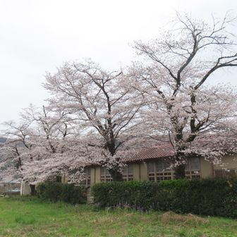 さてさて分校🌸これは、校舎裏…ありゃ。もう満開じゃないのさ～🤣