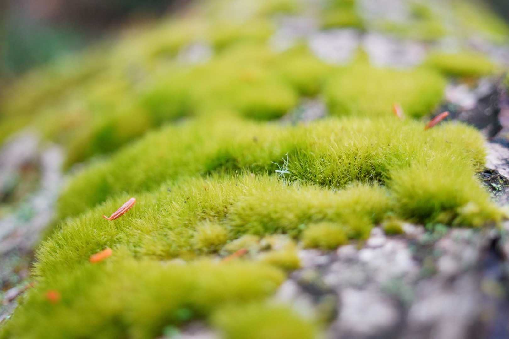 このもふもふ感がたまらない😆