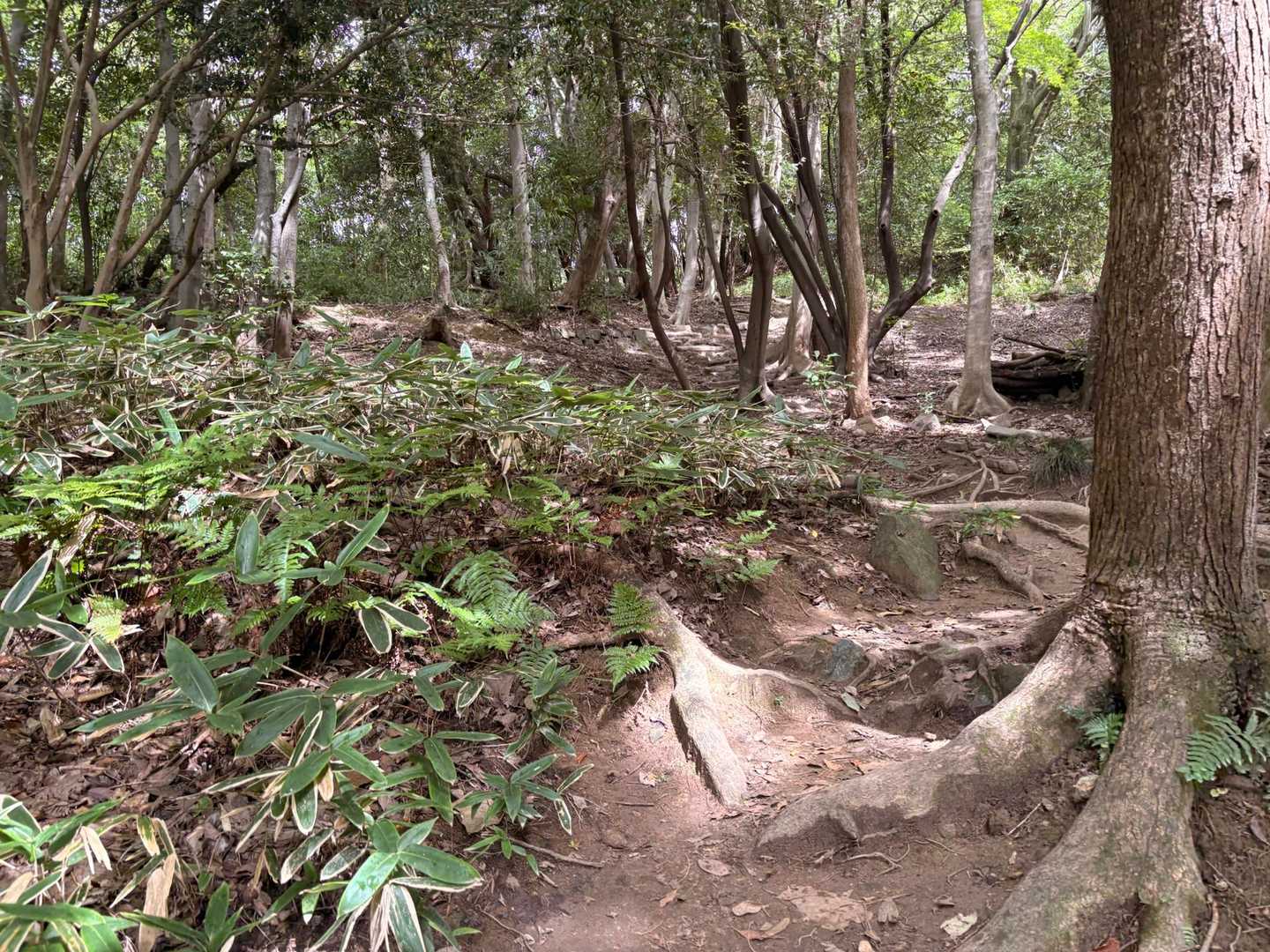 登っていきます