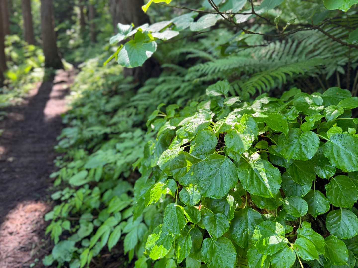 みどりがとまらん🌱