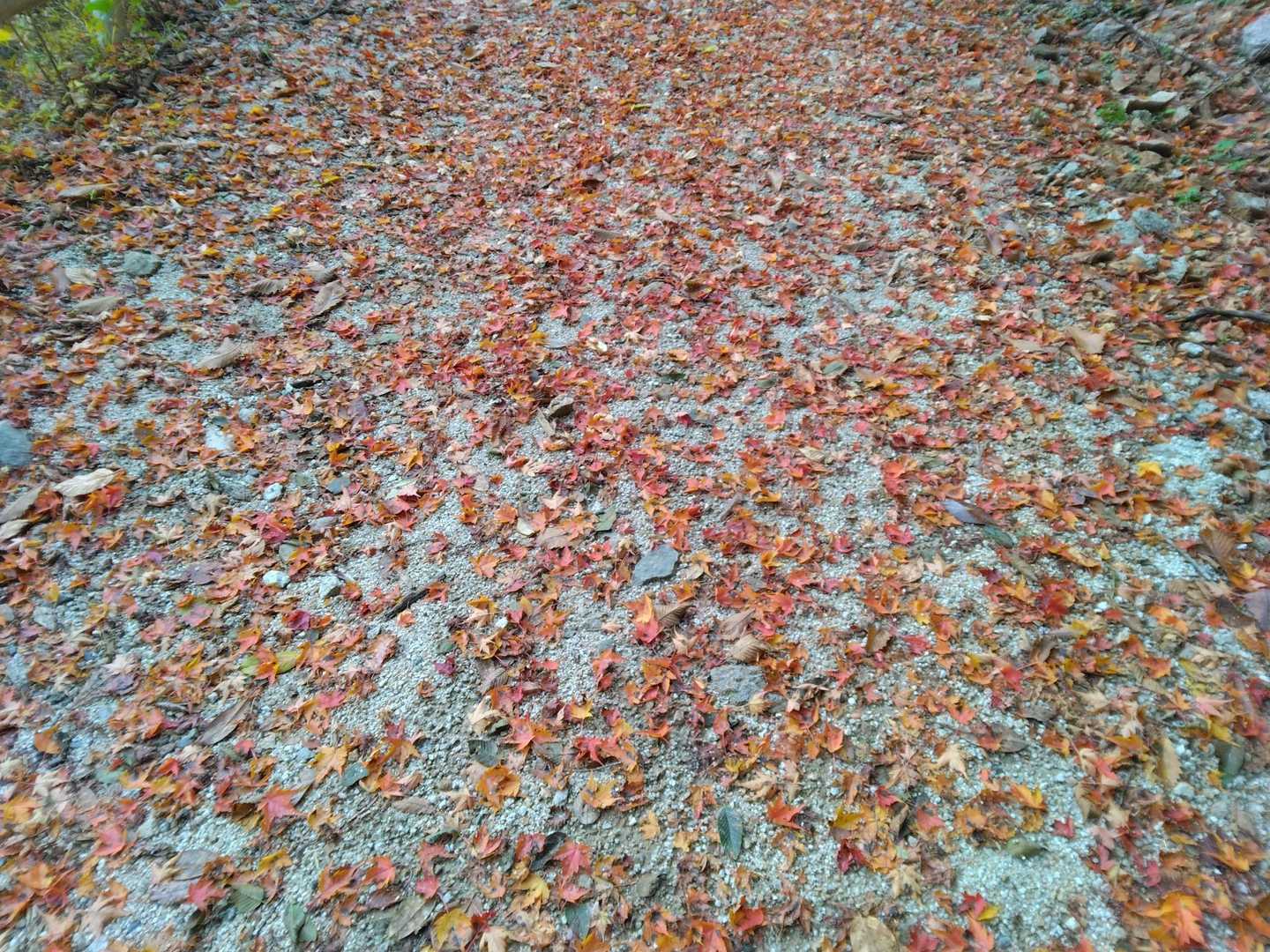 紅葉の絨毯。