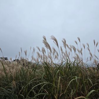 一面のススキが、まるで大時化の海のように激しくうねり、躍動感にあふれた素晴らしい風景でした✨