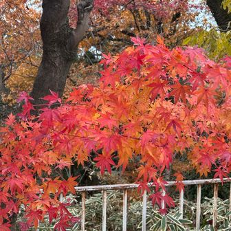 もみじじゃなくて楓？