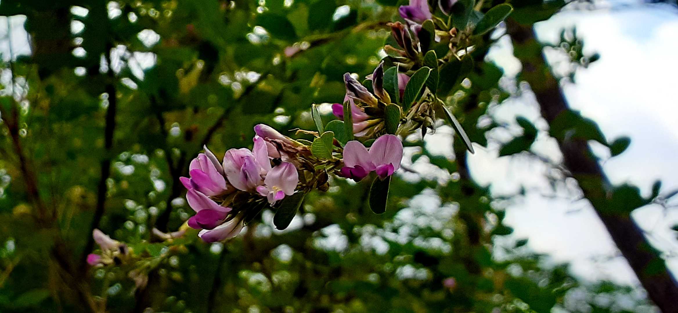 萩も秋の花ですね(*'▽')