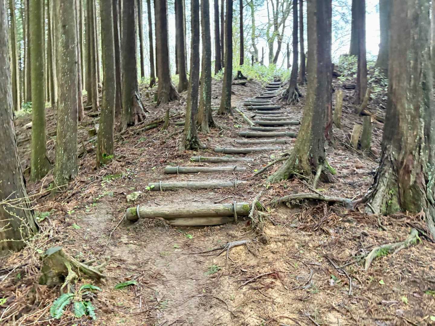 ダイヤモンドトレイル（金剛山-金伏見峠-久留野峠-紀見峠）縦走コースの写真