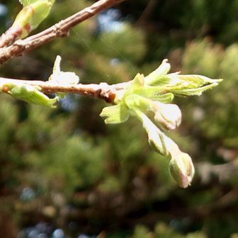宝蔵院へ着地🌸境内のつぼみ
