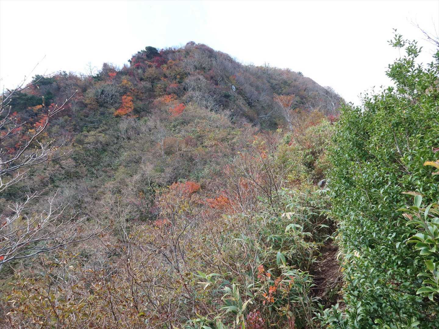 ２つ目の肩部に出ました
南尾根はすぐ近くです

尾根には実を付けたソヨゴと実を付けない雄株のソヨゴが沢山生えています