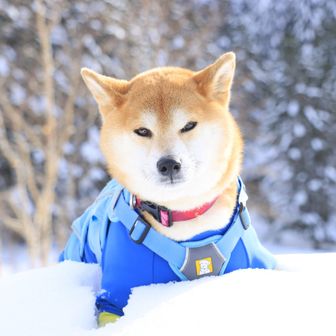 こういちと伝説の登山犬れもん