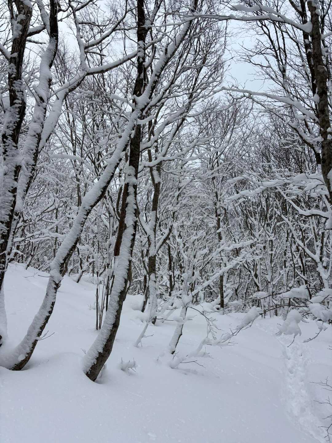 新雪の上を気持ちよく歩く😃
風も無くて静か🩶