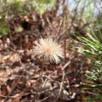 綿毛バージョン