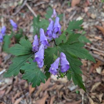 トリカブト
秋の茶色い景色に彩りを添えてくれる貴重な植物
でも怖くて触れない···