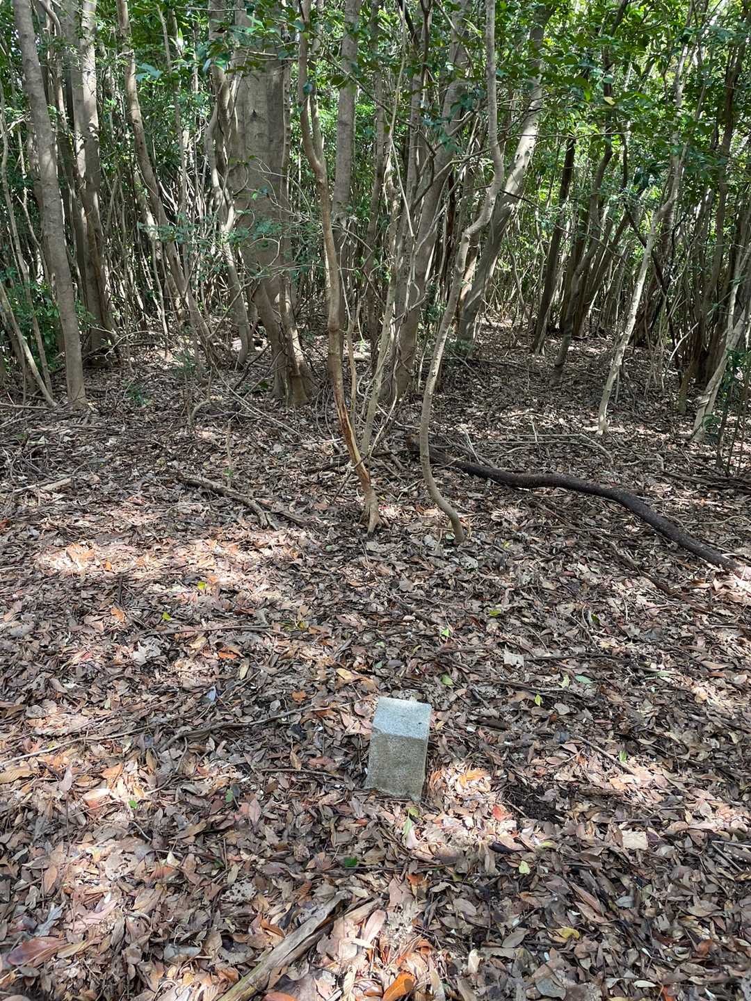 ６座目　小島山⛰
まだまだ不明確な道は続きスマホでルートを確認しながら進むので📱充電の減りが早い😱
