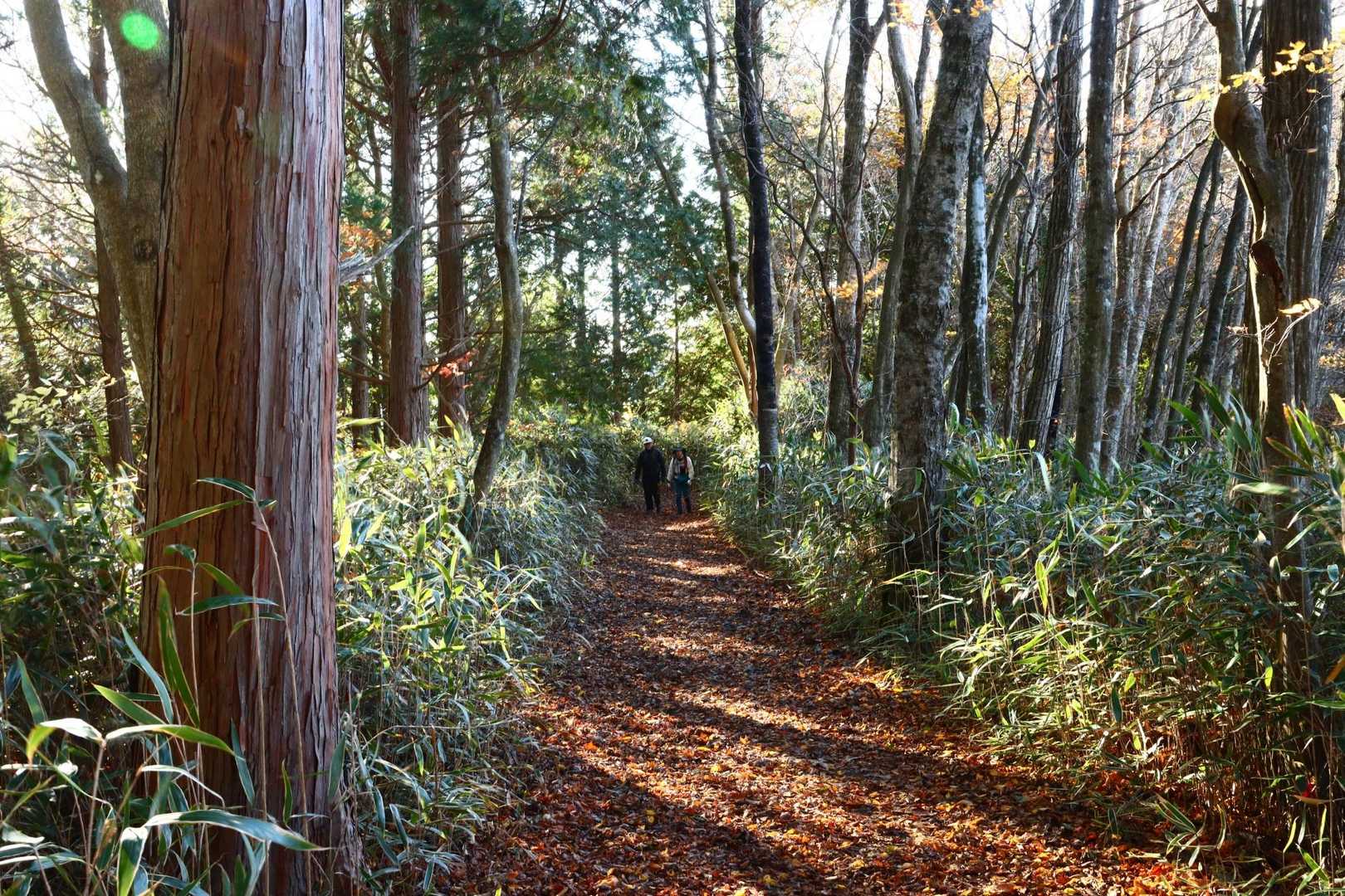 写真少なすぎて適当な山道撮る