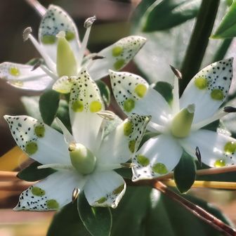 花びら4枚5枚