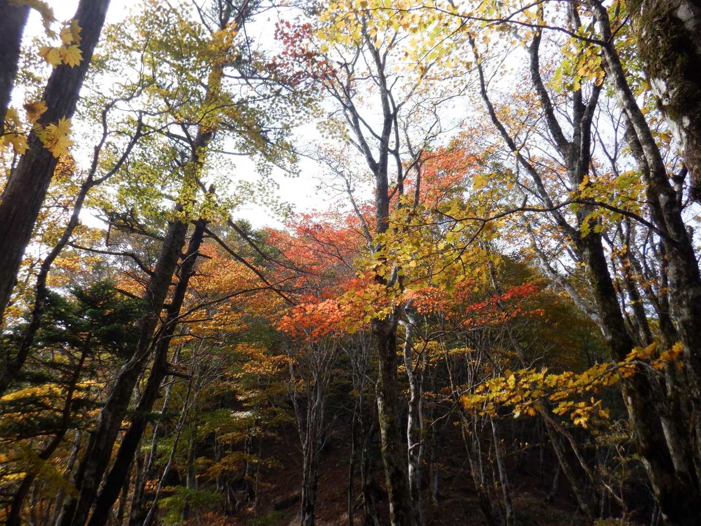 鉄山途中の登山道
