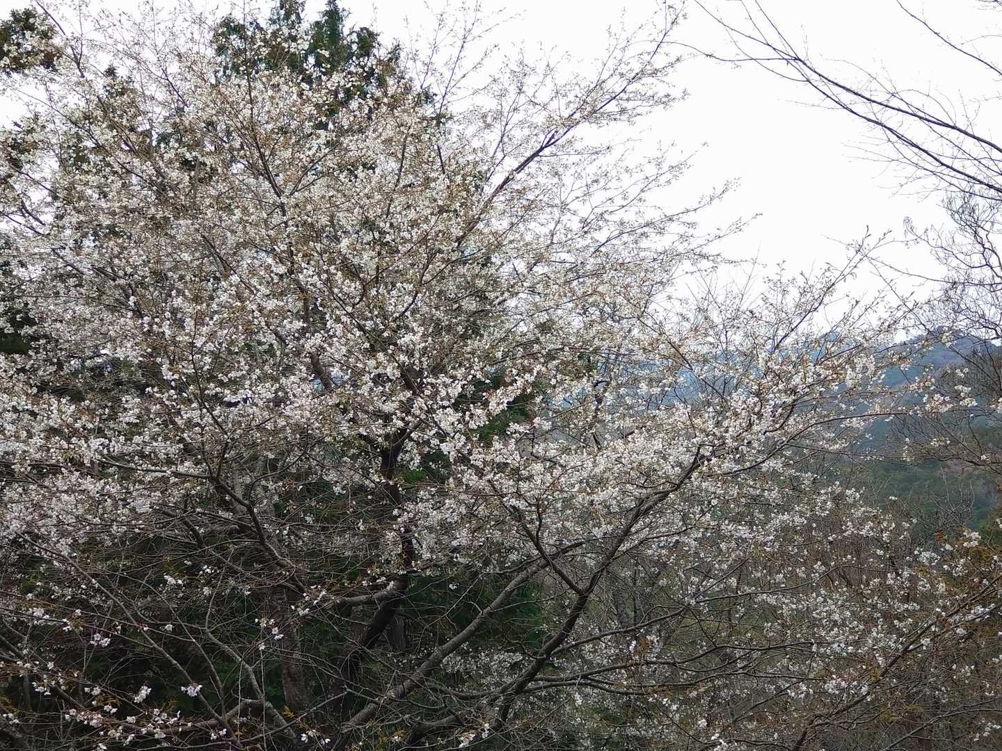 この辺りの桜は咲いていたが、頂上のソメイヨシノはまだ蕾でした。