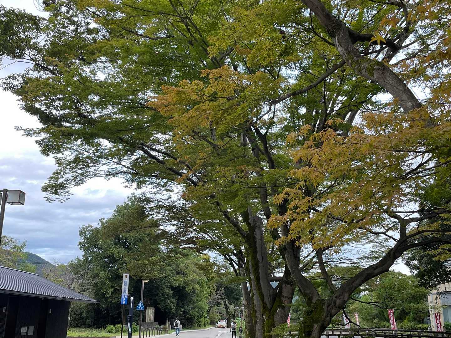 ではでは🍁
ちょっぴり早い秋を感じた金華山でした✨