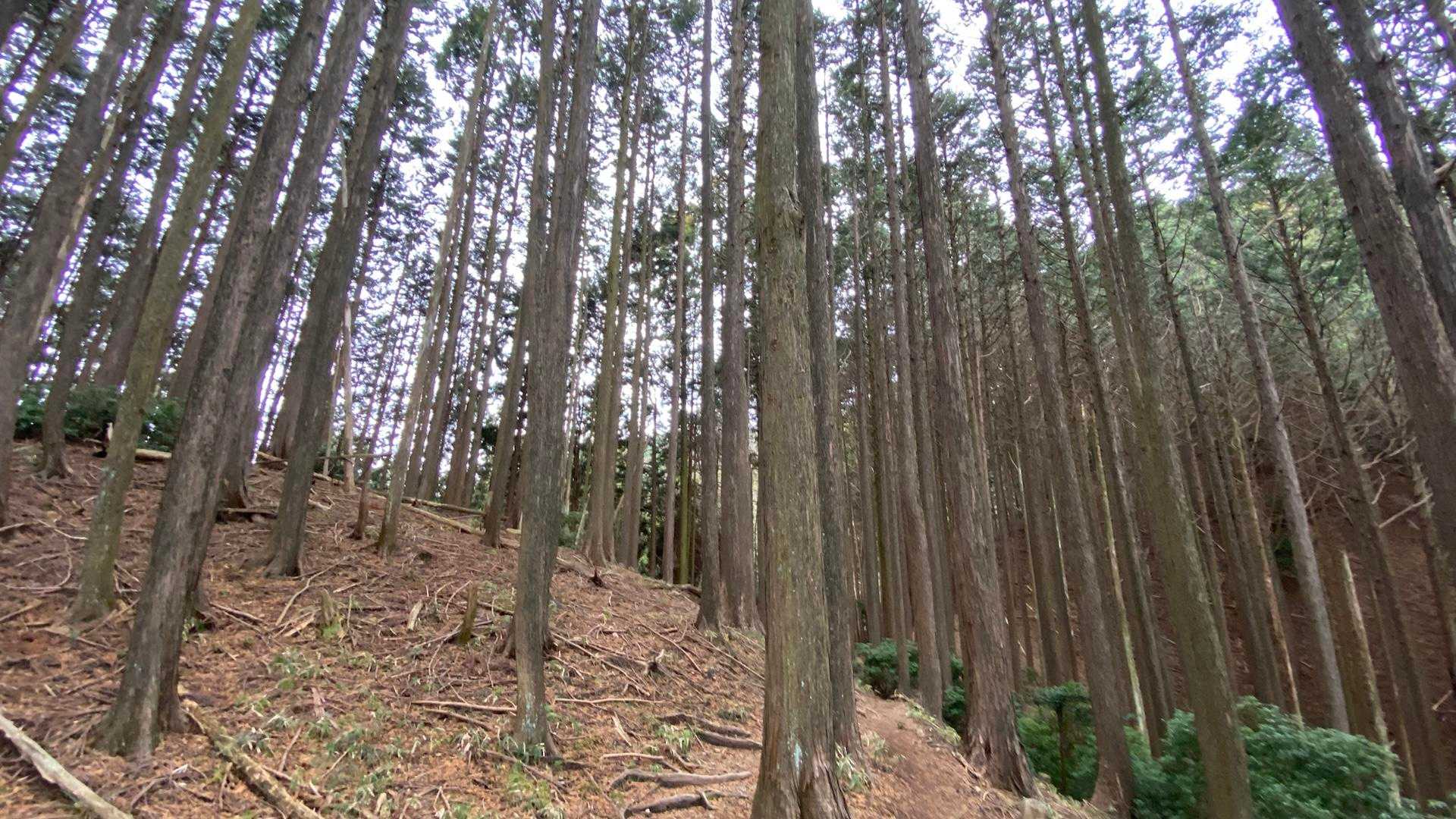 平尾登山口-経ヶ峰-経ヶ峰東峰 周回コースの写真