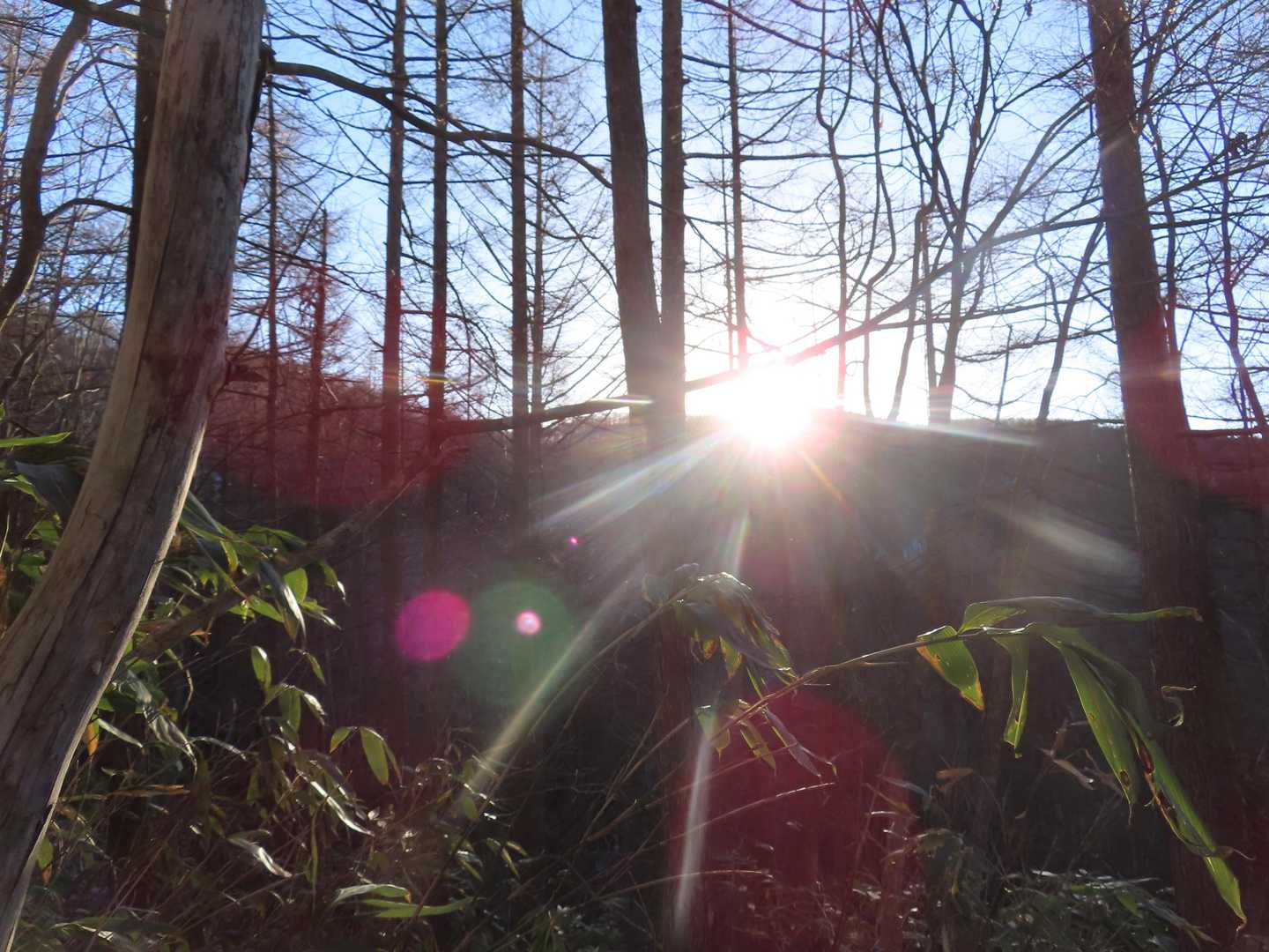 お日さまキタ～っ！
ところで、猪臥山の名前の由来は、山容がイノシシを伏せた姿に似ていることと、昔からシカとイノシシが多くて、集落でイノシシの被害がひどかったらしい。