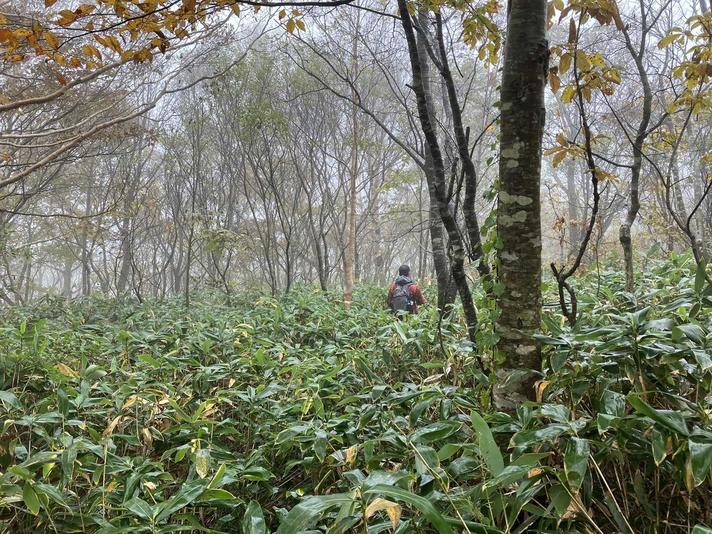 教えてもらった巻き道で帰ろうと山頂から先に進みましたが、すごい笹藪😵
引き返そうか、どうしようか、もう少し進んだら抜けるかな・・・