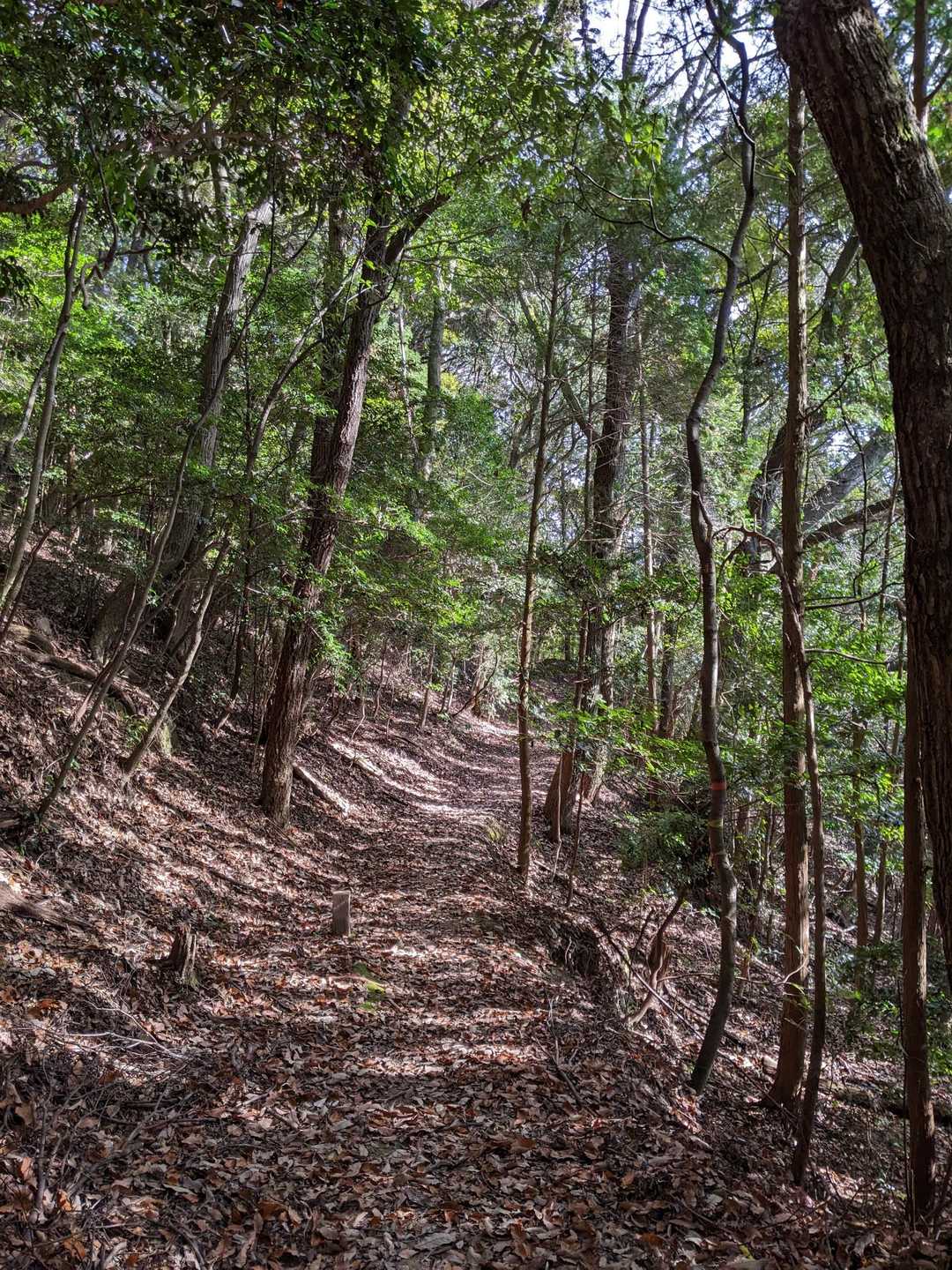さくっと下山していきます

いい感じの道🌿✨