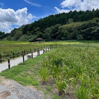 下山後の菖蒲園