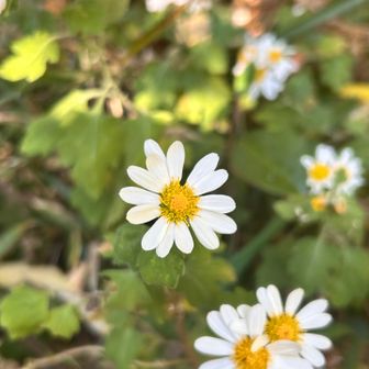 なんとかキク🌸？