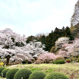 茅葺屋根の古民家がある庭も、
桜🌸がキレイでした！