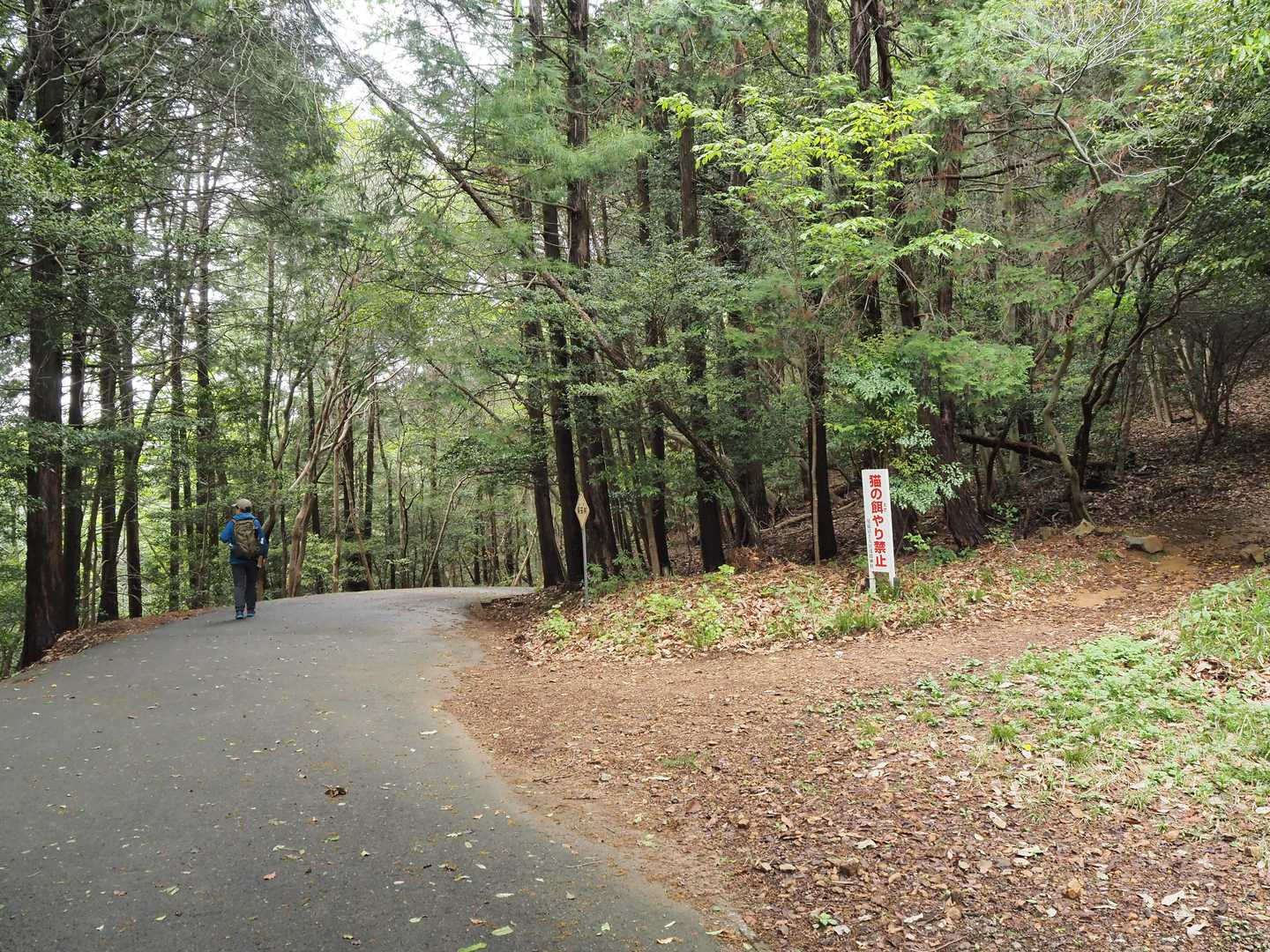 舗装林道に出ました。
さらに南側に山道がありますが、ここからは舗装路沿いのシダを観ながらのんびり降りて行きます。
