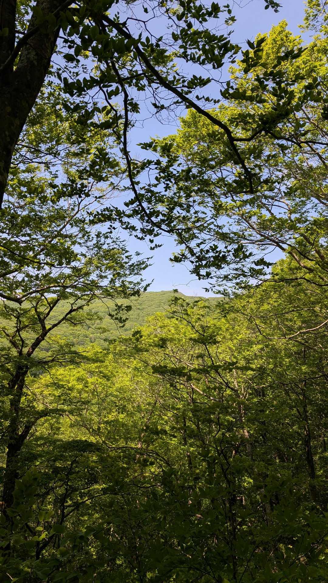登山口までの運転も失敗😣
藪漕ぎ熊への恐れ😓
でもタケノコシーズンだからオレでも登れたんだな〜🥹
あと道迷いしたので軌跡あてになりませんから🙏🙂‍↕️