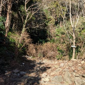 舗装路をしばらく進んだ後、ここから登山道へ。