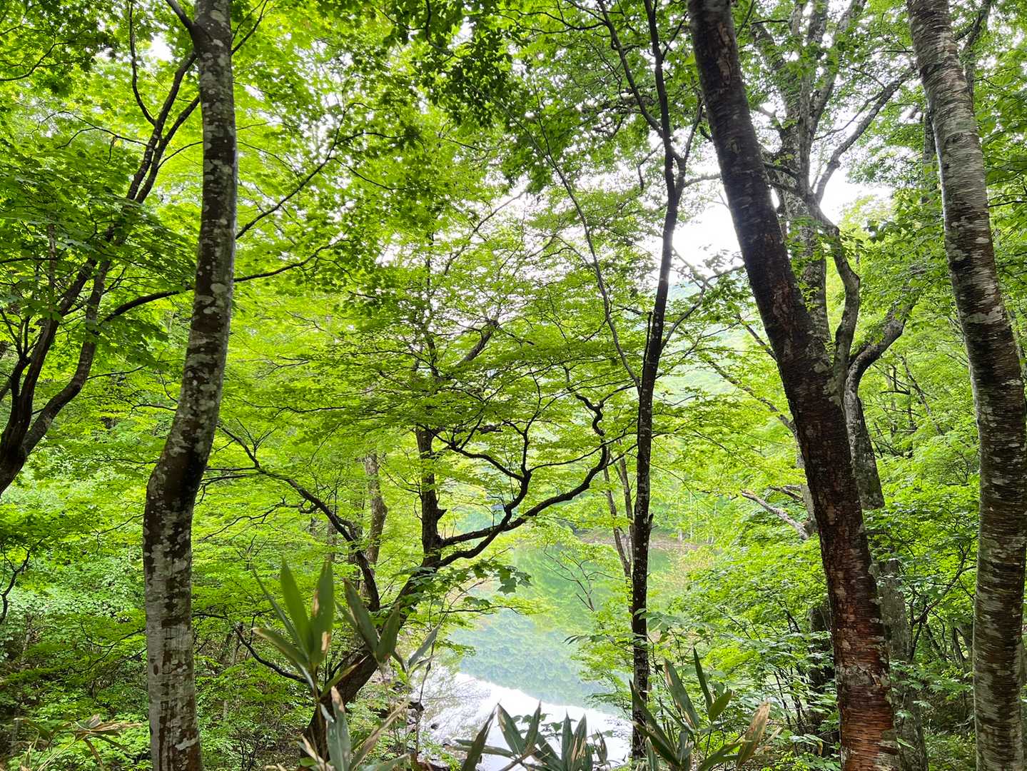 桑沼登山道入り口です⛰
風が無いから湖面にしっかり山が写ってます😄