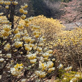 思いがけず、ミツマタがたくさん現れて最後にテンション上がる♡