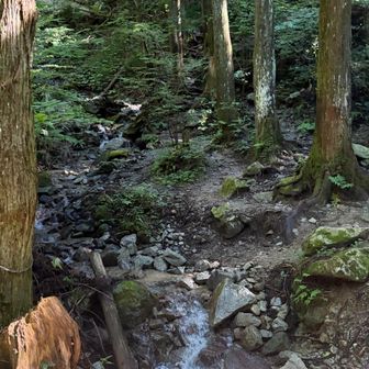 ミャクミャクのポスター見ながら登りたいけど、ずっと林道歩きはつまらないのでここから細尾谷ルートへ