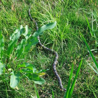 蛇🐍発見❗
草むらに逃げないように回り込みながら写真撮影しました📸、というか顔が写ってない…(ヘラクチじゃなかったので捕まえず)