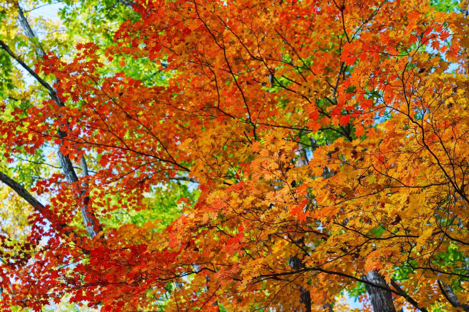 紅葉を探しながらのんびり登山