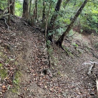 登りはたしかここを左に行ったはず……、覚えてない……。